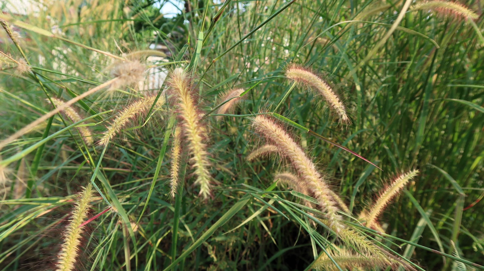 150 SWEET VERNAL GRASS Sweet Grass Vanilla Grass Anthoxanthum Odoratum Seeds