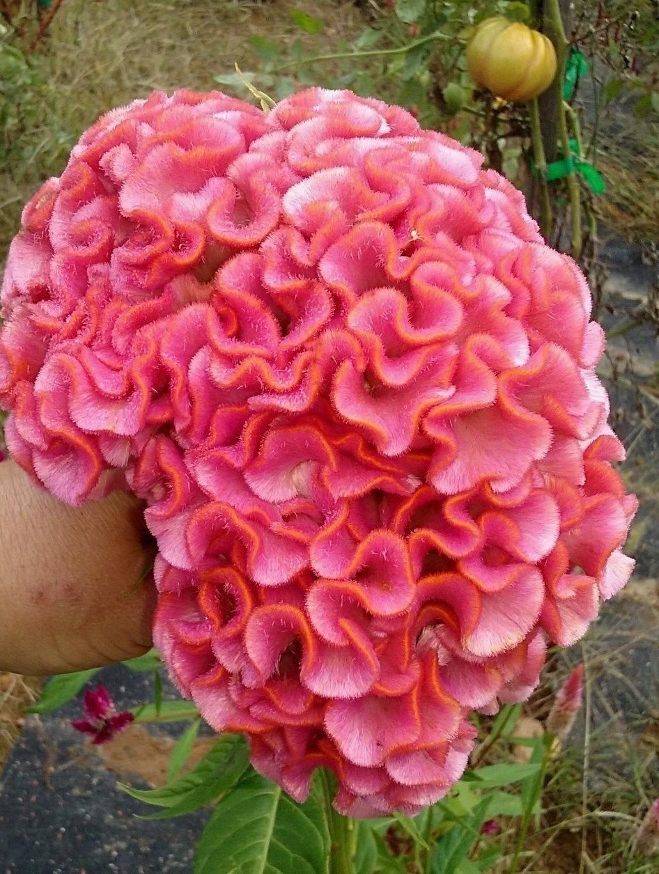 Light Pink Brain Celosia! 25 SEEDS! 2-4 ft tall Comb.S/H! OLD AMISH PLANT!