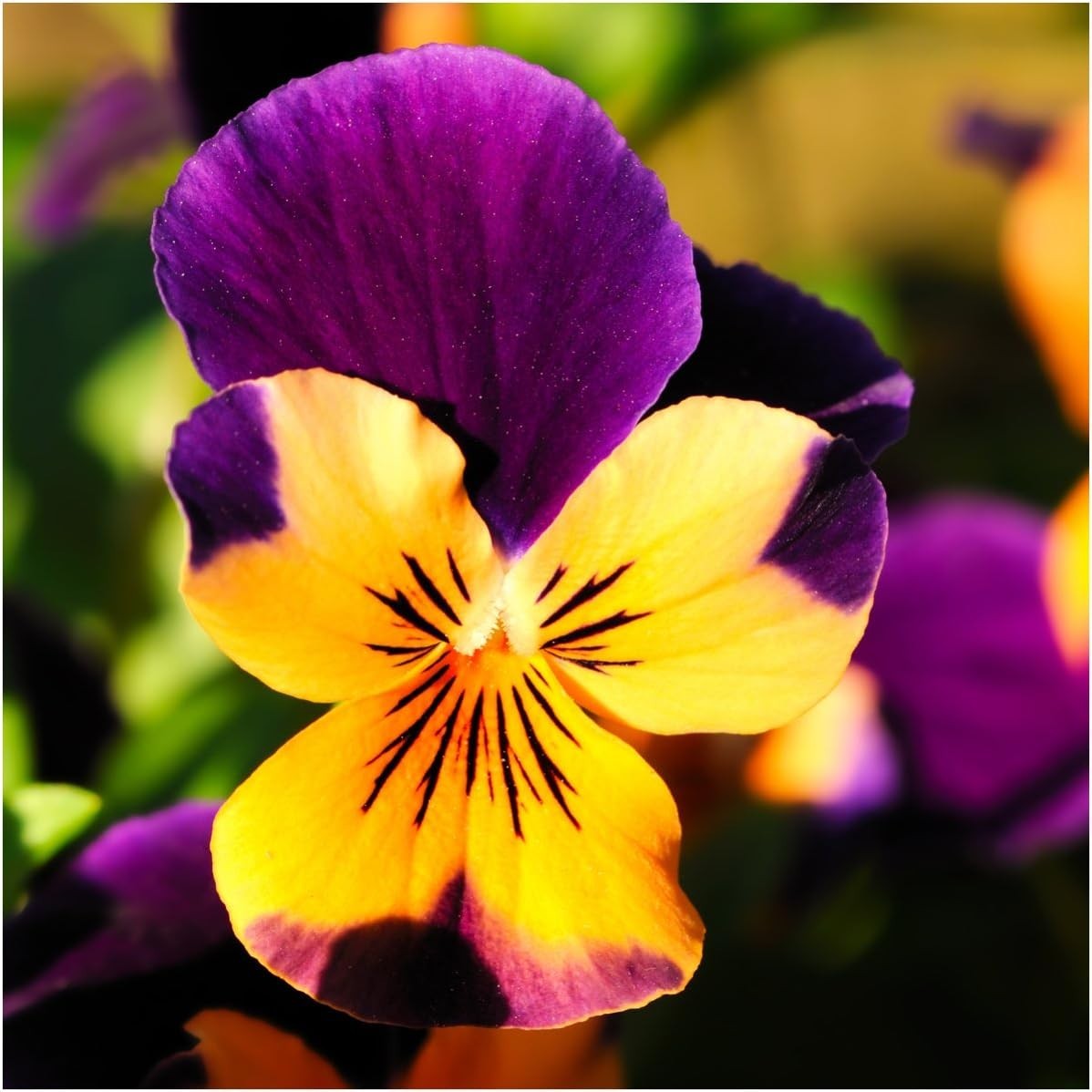 Seed Needs Edible Flower Seed Packet Collection- 7 Individual Seed Packets