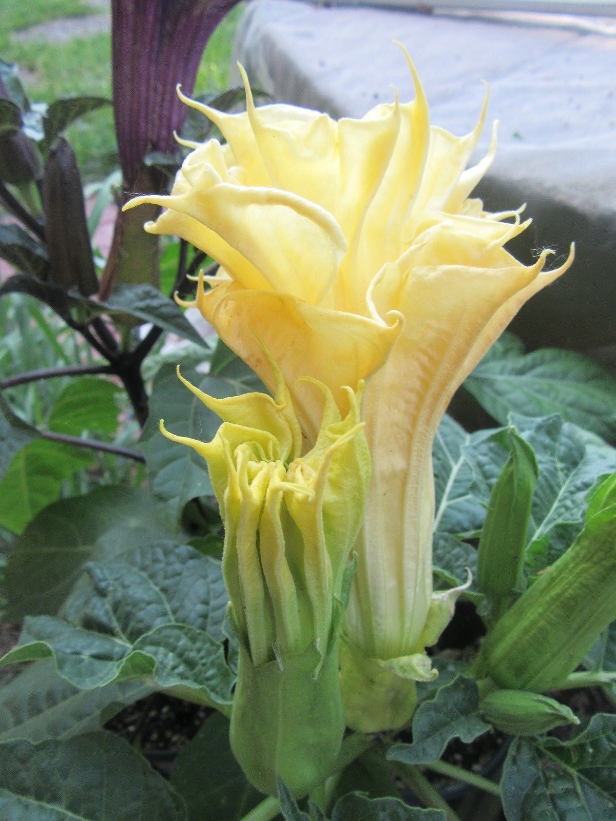 Double Purple & Yellow Angel Trumpet Mix Datura/ Brugmansia Fragrant – seeds 15