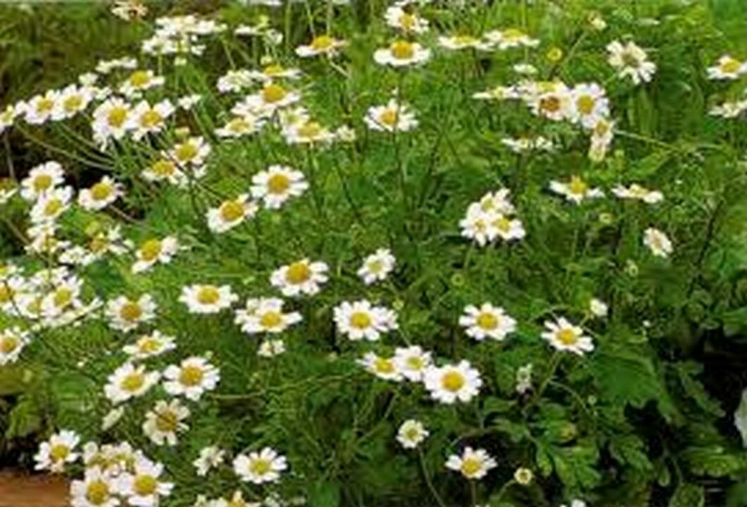 Feverfew (Chrysanthemum Parthenium)- 100 Seeds –