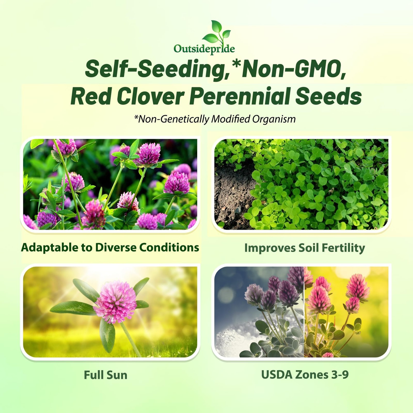 Perennial Red Clover Seeds – 2 lbs. Self-Seeding, Nitrocoated, Inoculated Clo…