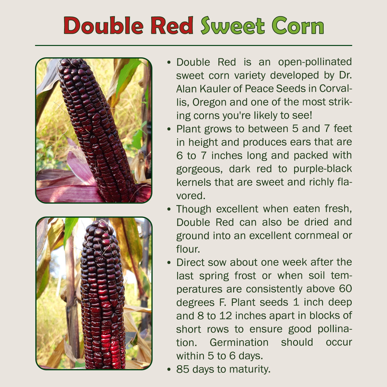 25 Double Red Sweet Corn Seeds, Heirloom, Organic, Non-GMO, Genuine USA