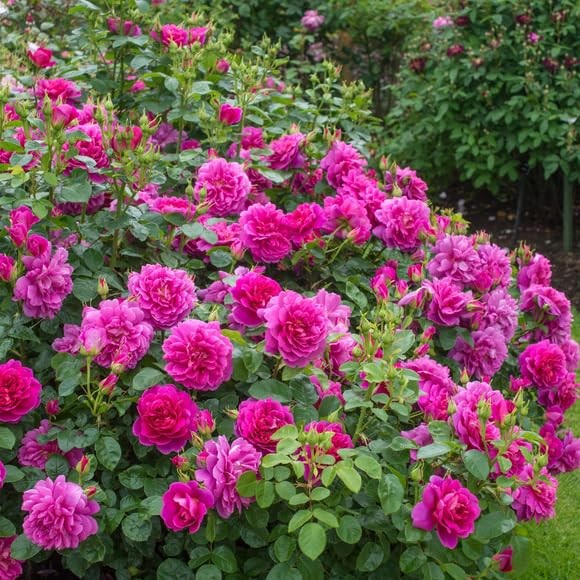 100+ Mixed Climbing Rose Seeds Heirloom Flowers Garden Planting
