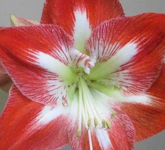 Large Amaryllis FANTASTICA 34-36 centimeters – United States Seller