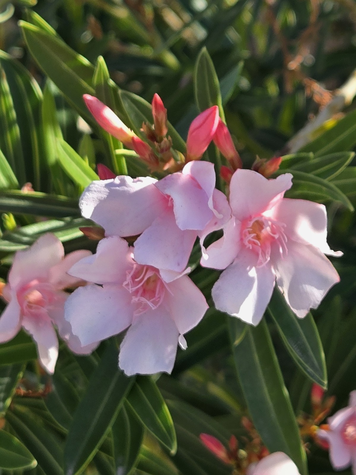 PINK OLEANDER, NERIUM OLEANDER, EXOTIC PLANT TREE (60 2024 Seeds) (08)