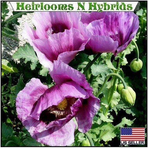 20,000 Stratified Heirloom Hungarian P Somniferum Poppy Seeds For Planting 20267