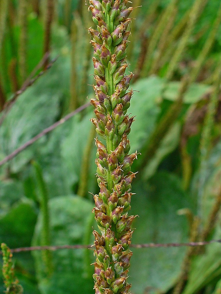 Plantain Seeds – Plantago major – Greater Broadleaf Plantain – Perennial Herb