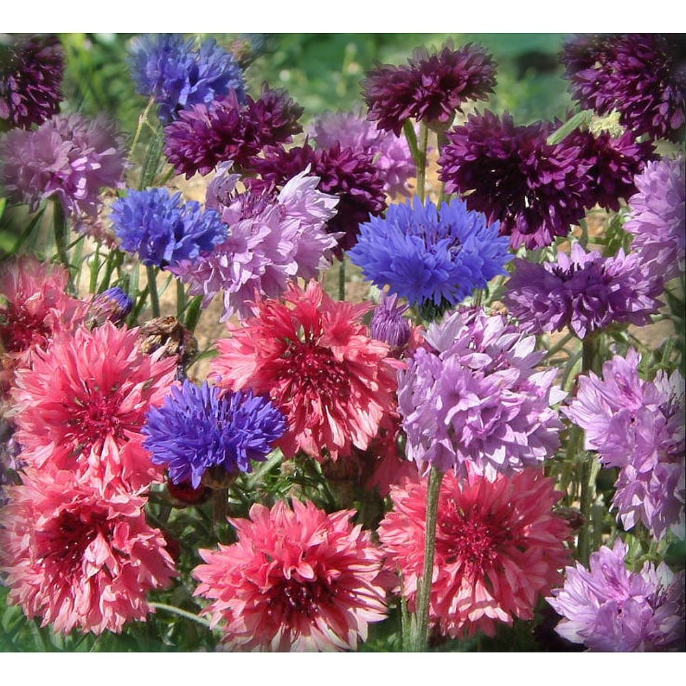 400 ~ Bachelor Button (Centaurea Cyanus), Dwarf Polka Dot Mix Seed