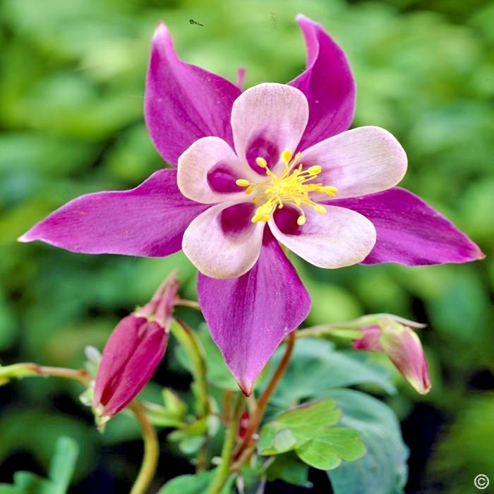 201+COLUMBINE Mix Seeds Perennial Native Wildflower Shade Garden Container Easy