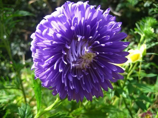 30 DUCHESS DARK BLUE PAEONY ASTER French Peony Callistephus Flower Seeds *CombSH