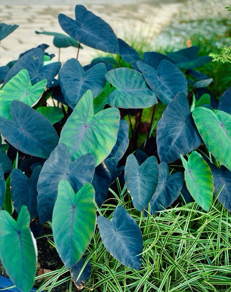 Colocasia Esculenta ‘Wat Bosat’ Seeds ~ Elephant Ear ~Taro~Rare Exotic Plants
