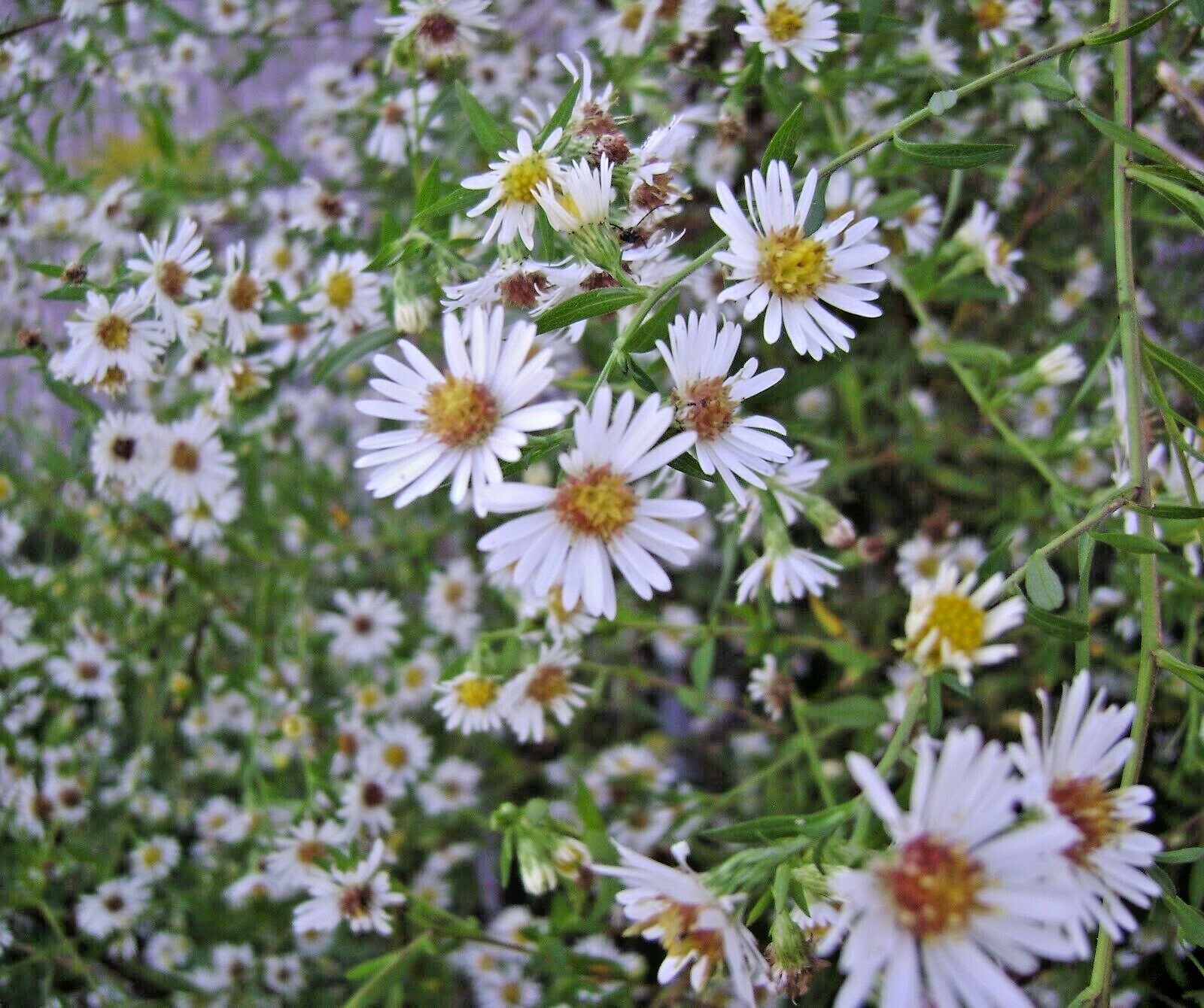 101+PRAIRIE ASTER Seeds Perennial Native Wildflower Summer Fall Garden Container