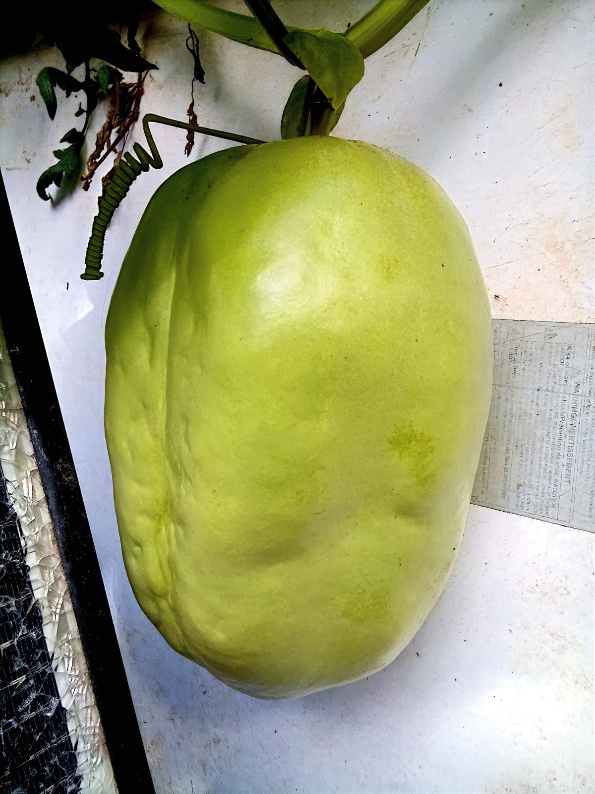 10 GIANT GRANADILLA SEEDS Passiflora quadrangularis Passionfruit Flower Plant