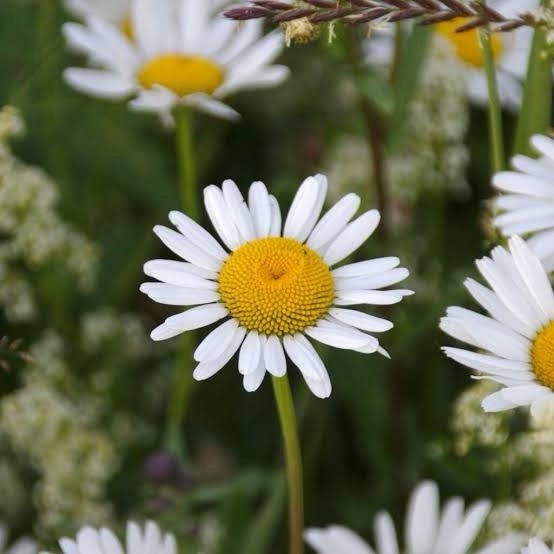 Ox Eye Daisy Chrysanthemum Leucanthemum Heirloom Seed Non-GMO 500 Seeds