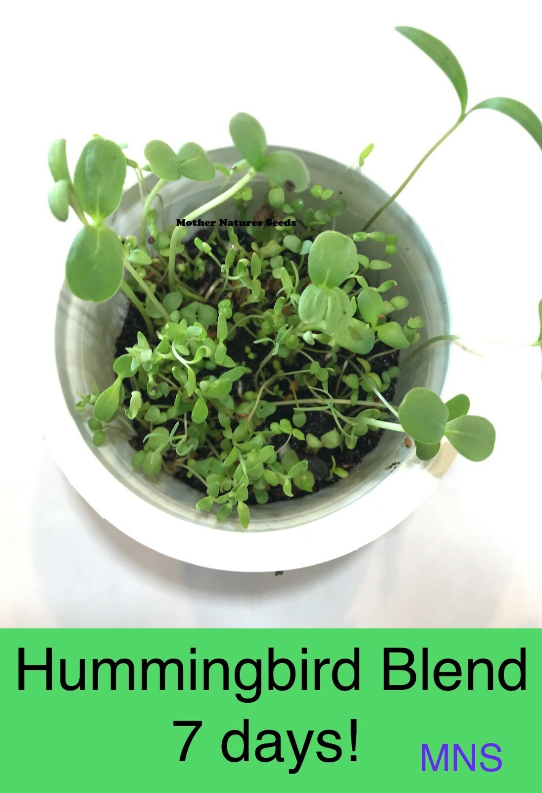 HUMMINGBIRD NECTAR Bulk Wildflower Mix Perennials & Annuals Non-GMO 5000 Seeds