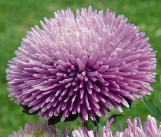 ASTER GREMLIN LAVENDER DOUBLE Callistephus Chinensis – 200 Bulk Seeds