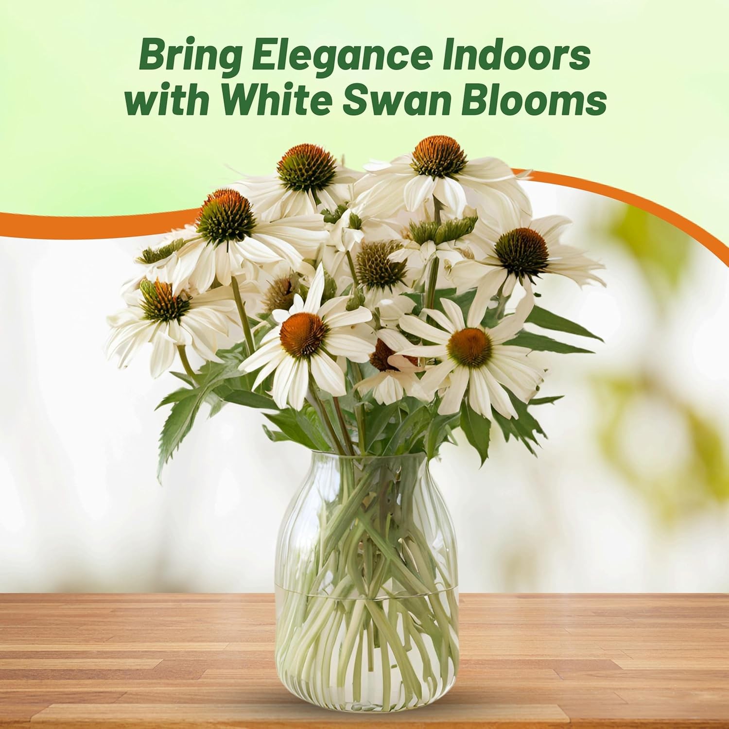 1000 Seeds Echinacea Drought Tolerant White Swan Coneflower Garden Flower Seed