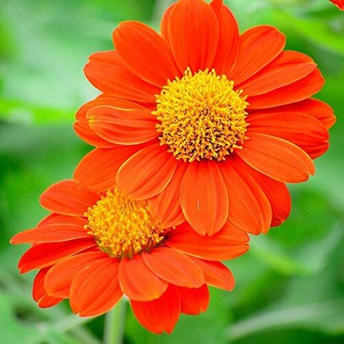 100+ Mexican Sunflower Seeds Attract Butterflies and Hummingbirds