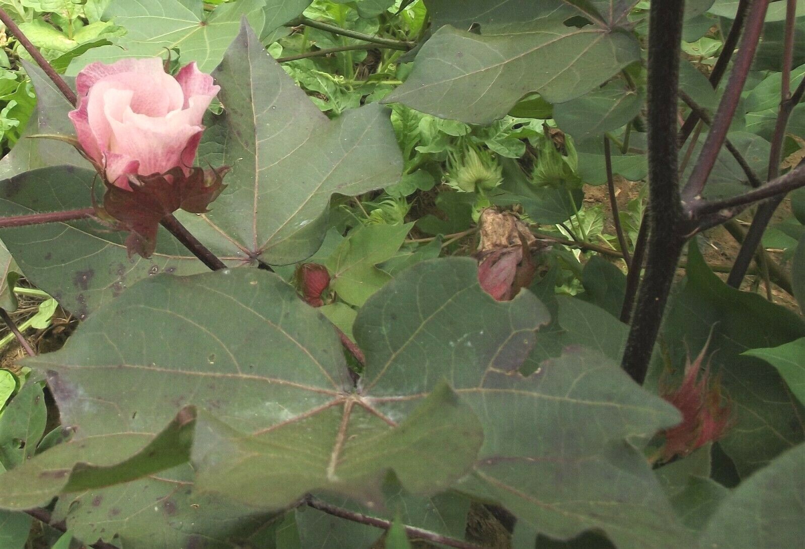10 Cotton Seed Extremely Rare, Burgundy Leaf, GREEN LINT Heirloom Ornamental