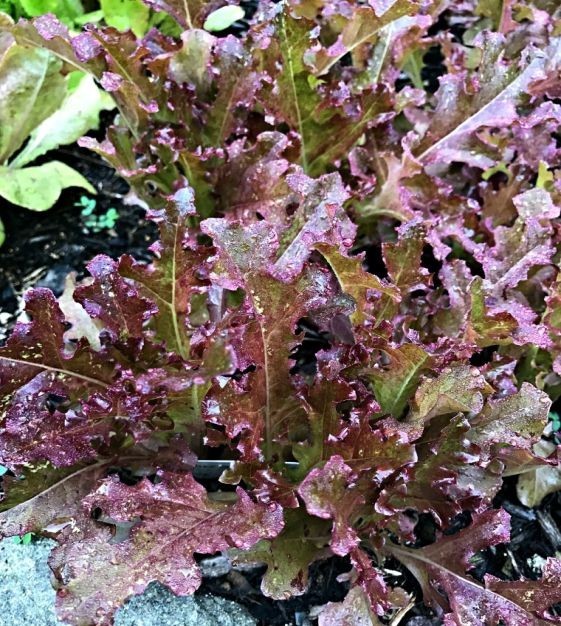 2g Fresh New Harvested Oakleaf Red Leaf Premium Lettuce Seeds-A 87
