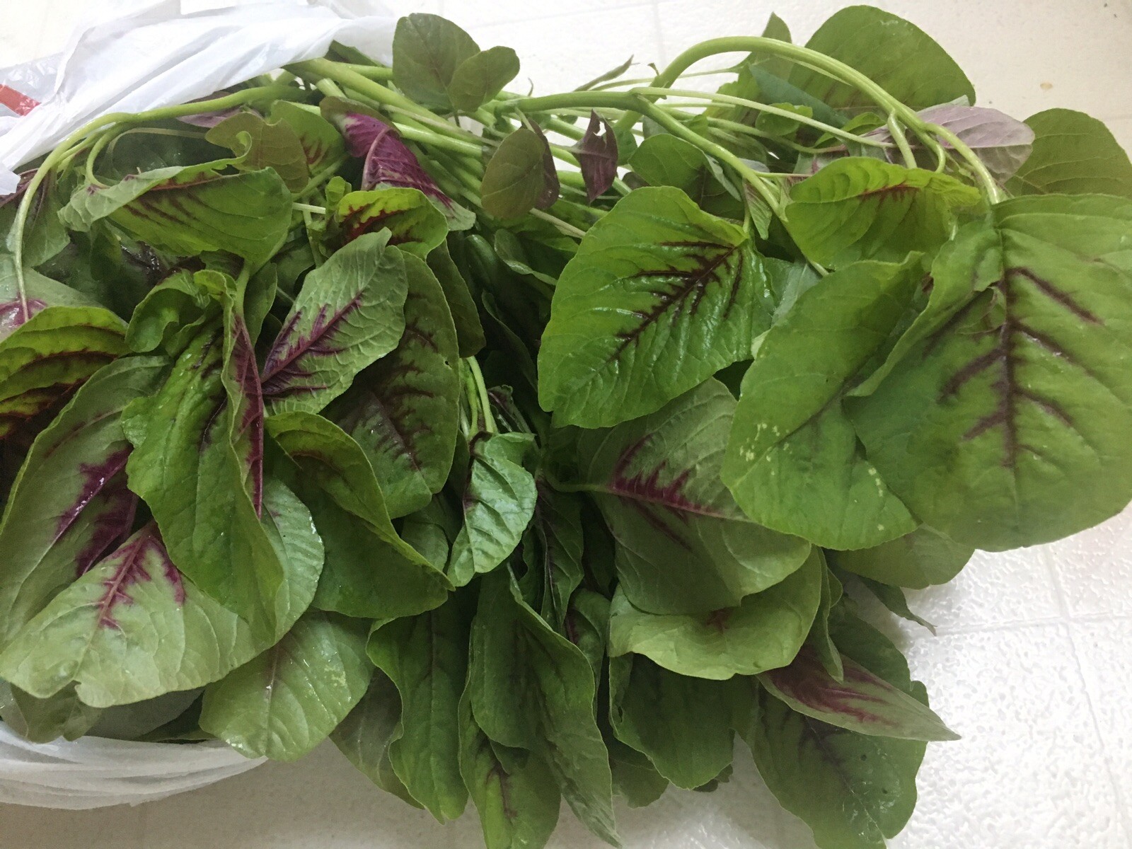 FreeShip 1-LB 480,000 Rau Den Red Stripe Leaf AMARANTH Seeds Chinese Spinach 紅莧菜