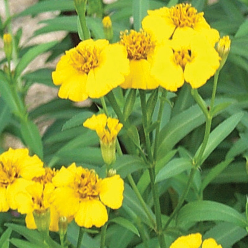 100 MEXICAN MINT MOSQUITO INSECT REPELLENT SEEDS MARIGOLD HERB MEDICINAL NON-GMO
