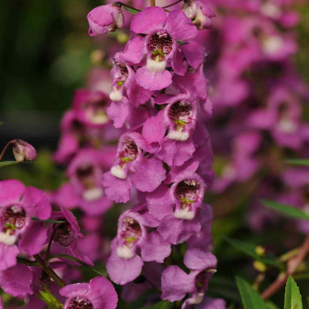 15 Seeds Drought Tolerant Raspberry Angelonia Serenita Garden Flower Plant Seeds