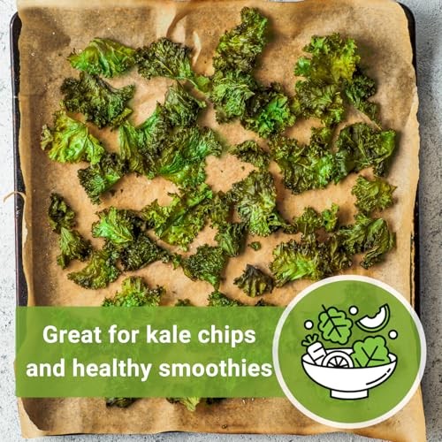 – Dwarf Siberian Improved Kale Seed for Planting – Non-GMO Heirloom Packet 4
