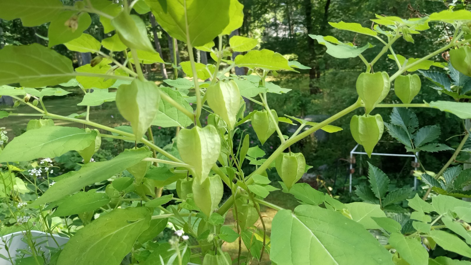 25 Rare Ground Cherry (Physalis pruinosa) Seeds.US Grown Seeds .Dwarf Plants.
