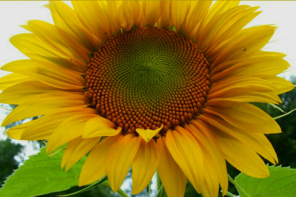 60+ Mammoth Russian Grey Stripe Sunflower Seeds “Brooklyn Botanical Garden Club”