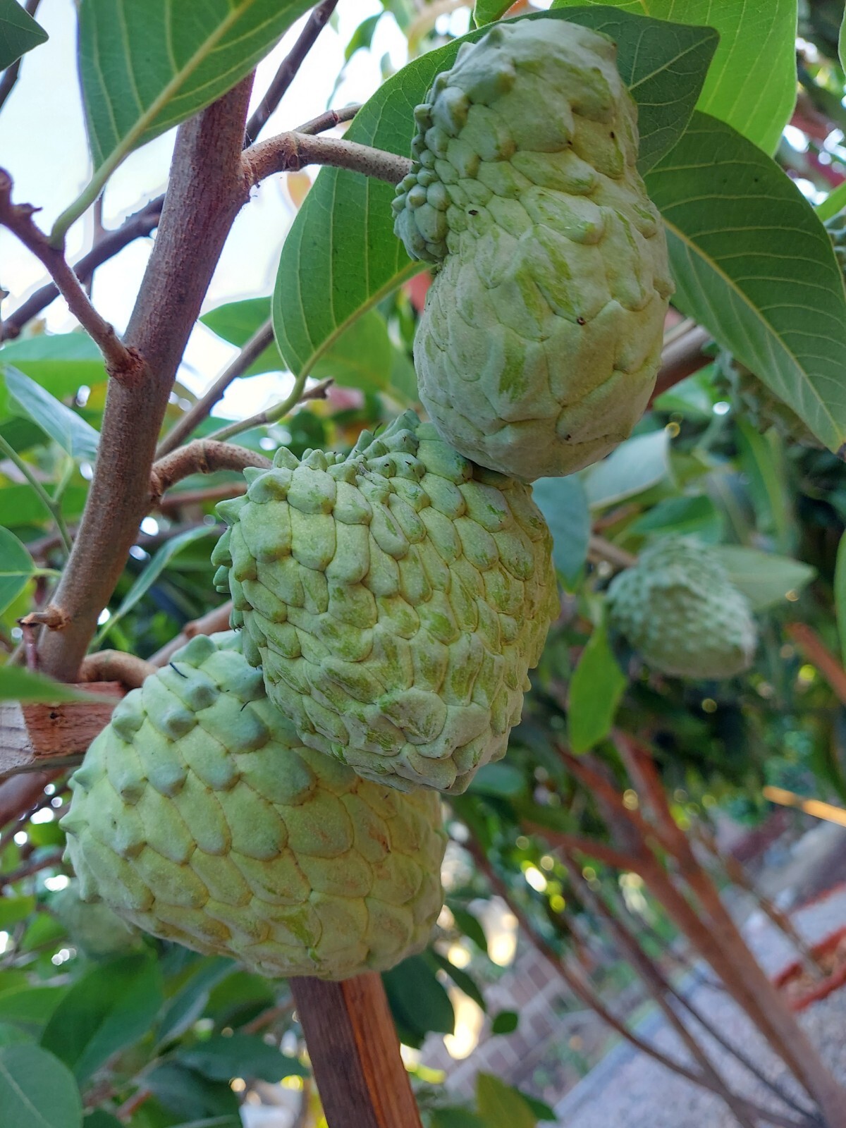 Organic Australia Cherimoya 60 Seeds.