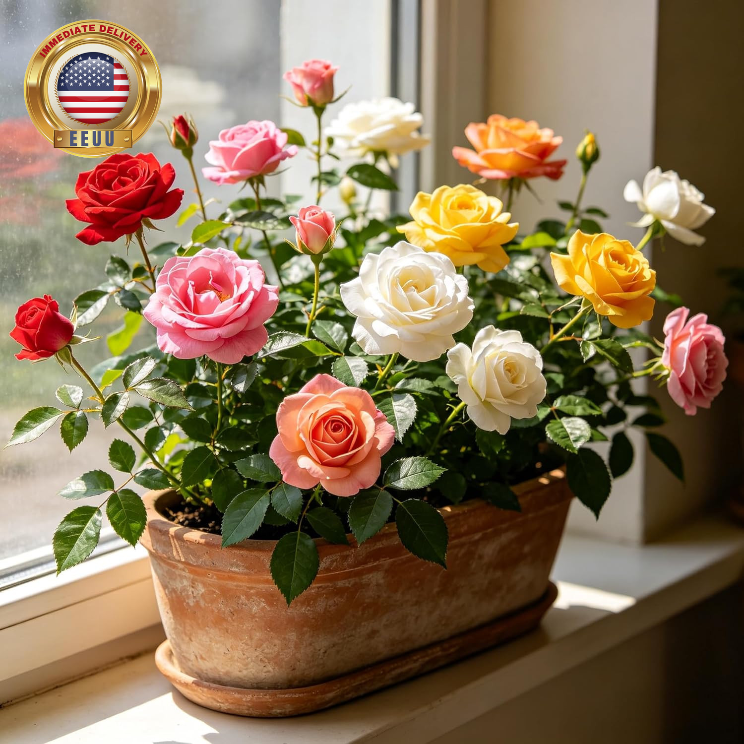 Carpetc 300+ Mixed Rose Seeds for Planting, Fragrant Perennial Shrub, Rosa Flowe