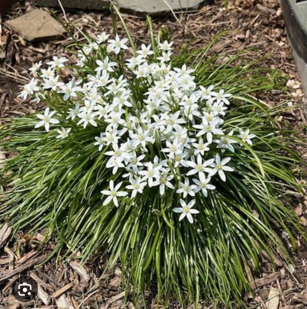 Beautiful Star of Bethlehem Ornithogalum Umbellatum 20 Plant Bulbs
