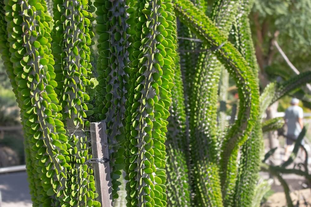 Madagascar Ocotillo Tree Seeds for Planting – Alluaudia procera