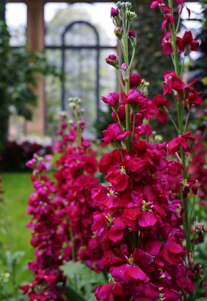 35 Ruby Stock seeds