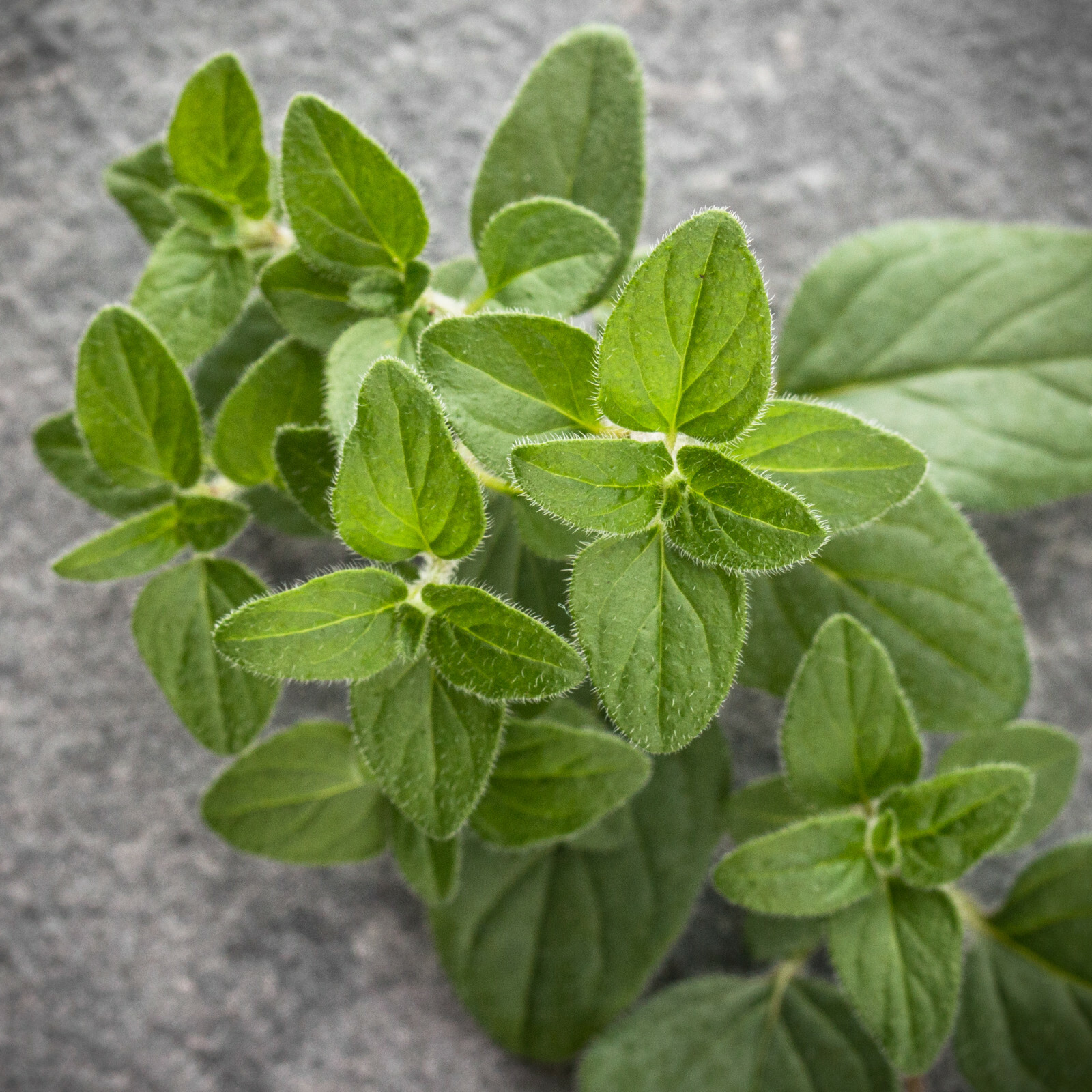 Culinary Herb Seeds Survival Kit or Grow Indoors: Basil Parsley Oregano Marjoram