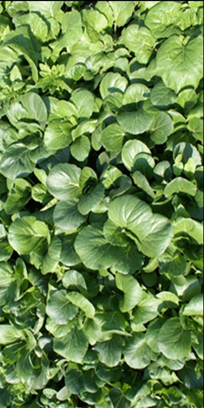 1000+ ASIAN LEAFY MIX SEEDS AUTUMN MICROGREENS SALAD HEIRLOOM NON-GMO TASTY USA