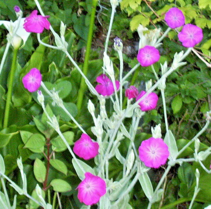 ROSE CAMPION 200 SEEDS, MAGENTA FLOWERS, FUZZY WHITE LEAVES, LYCHNIS CORONARIA.
