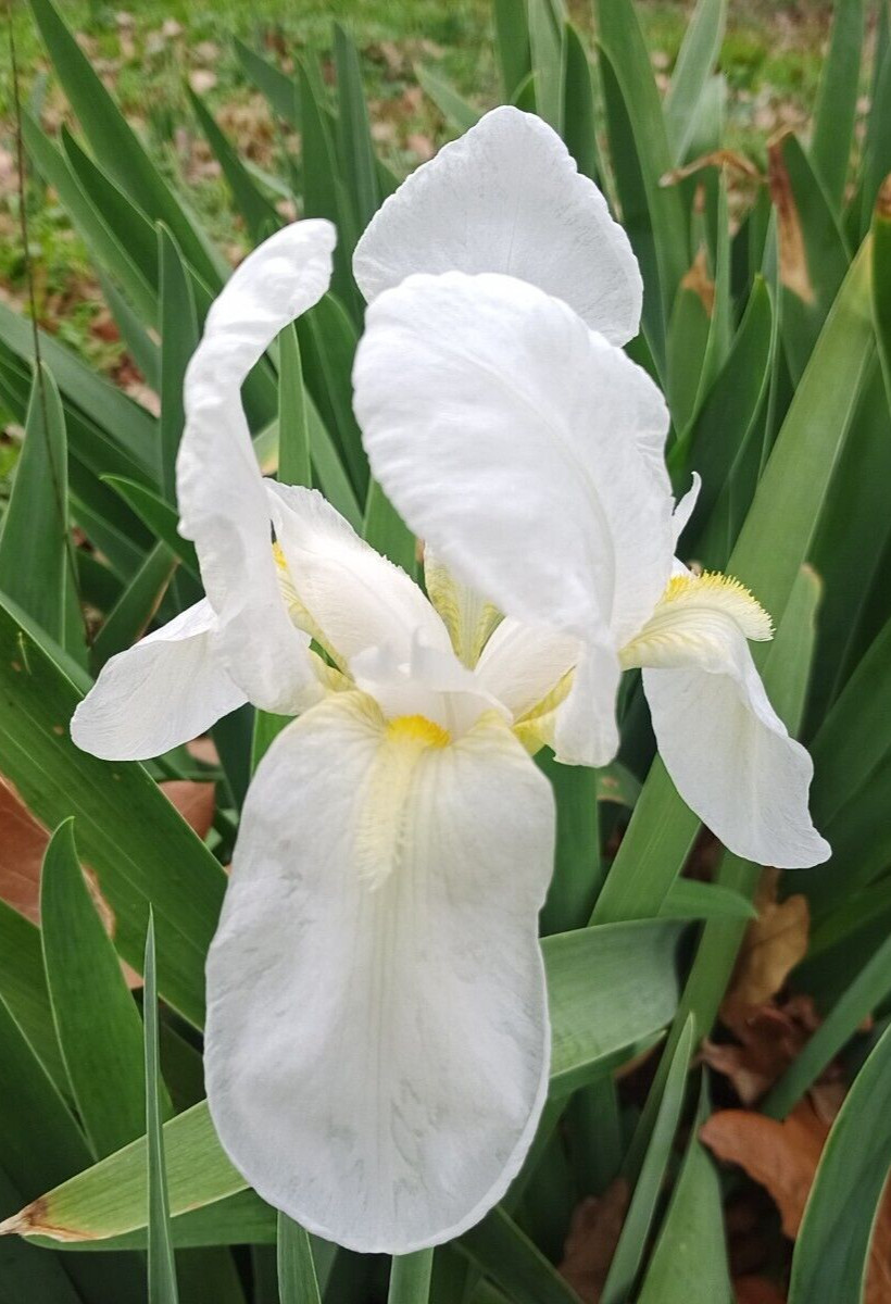 (10) WHITE TALL BEARDED IRIS RHIZOME LIVE ROOT GARDEN PLANTS LOVE SPRING FLOWERS
