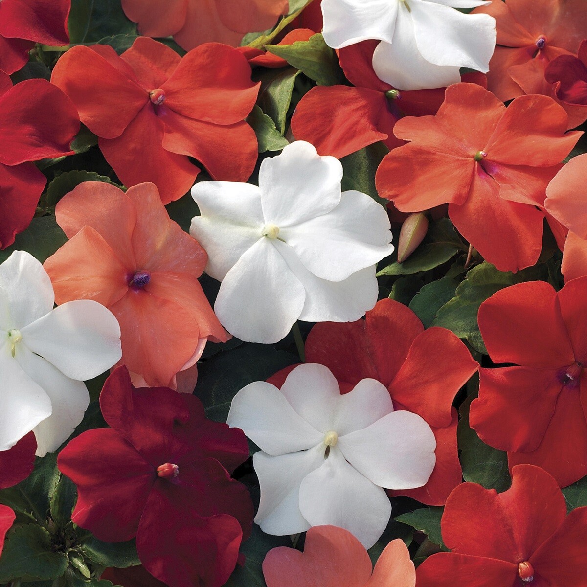 Impatiens Seeds 50 Seeds Impatiens Xtreme Hot Mix