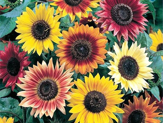 sunflower, EVENING COLORS, mix 62 seeds! GroCo buy US USA