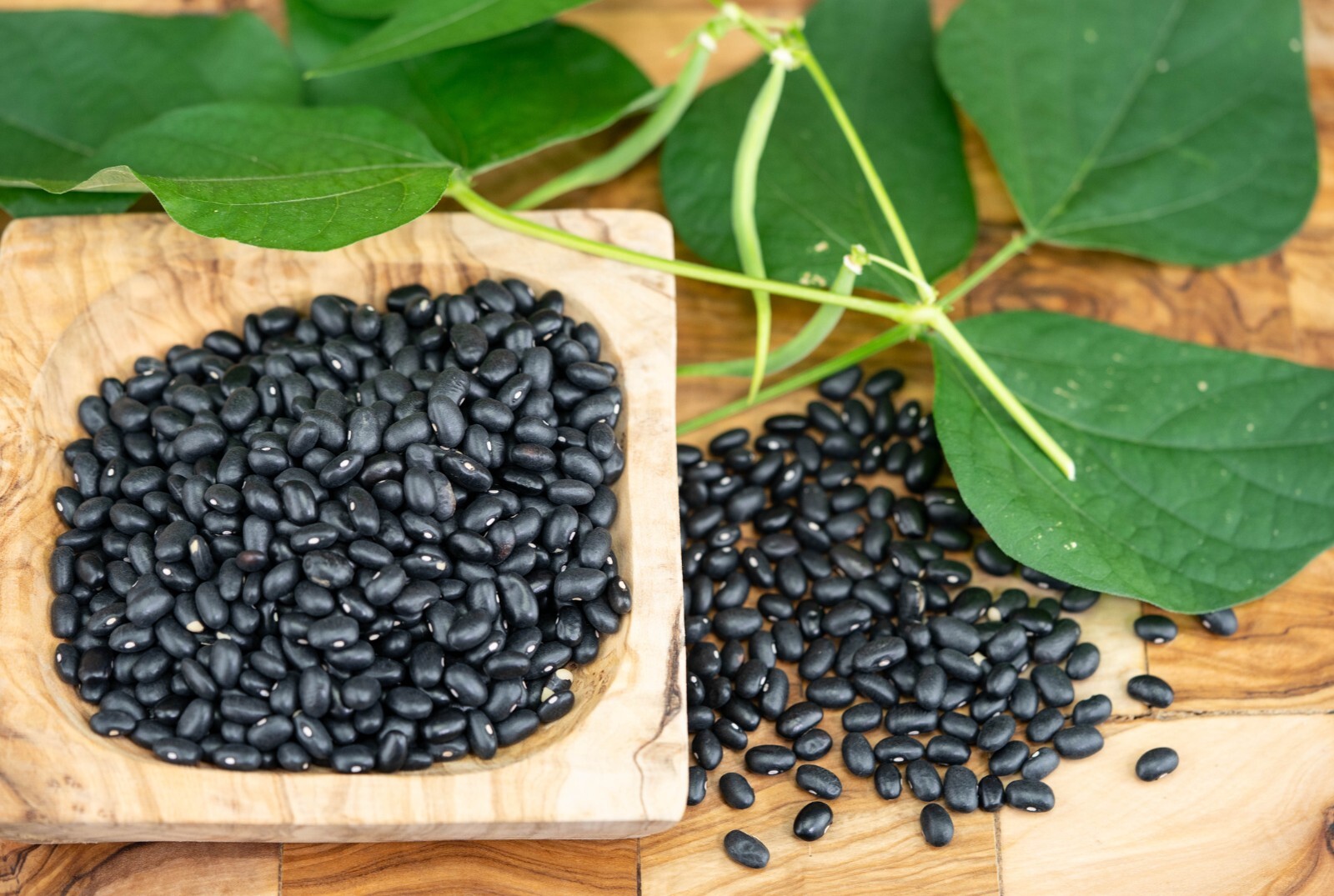 Black Turtle Bean Seeds