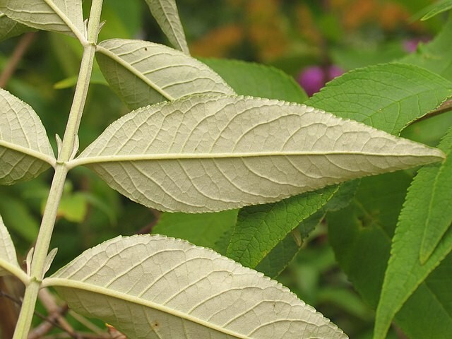 BUTTERFLY BUSH LAVENDER, 2000 SEEDS, BUDLEJA DAVIDII, beautifully scented bulk