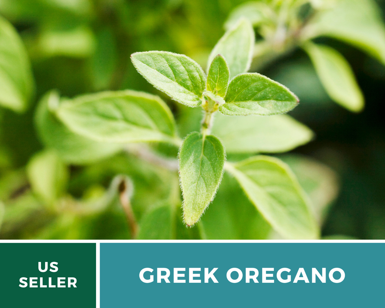 Oregano, Greek – 500 Seeds – Medicinal & Culinary Herb – Heirloom – Non GMO
