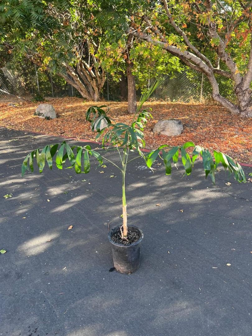 Rare – Chamaedorea Klotzschiana Palm Seeds – Highly Endangered Rainforest Exotic