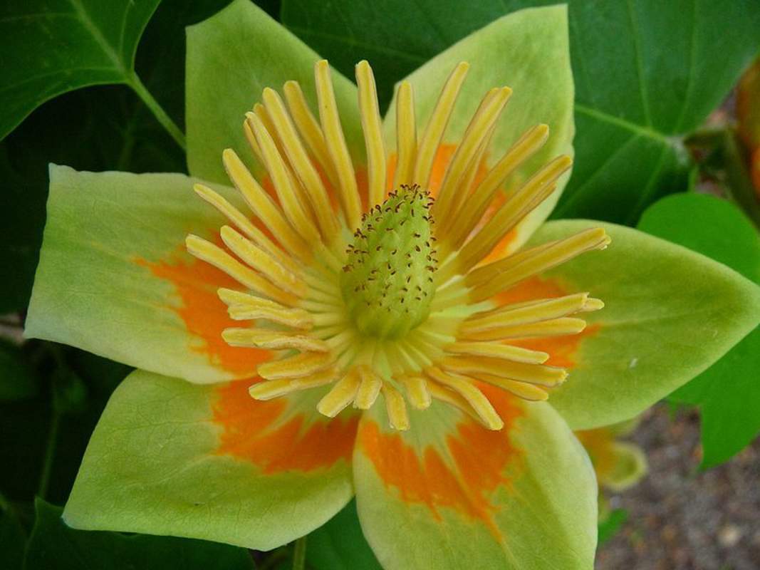1-1000 PCS American Tulip Tree Seeds Liriodendron Tulipifera Yellow Flower 0160
