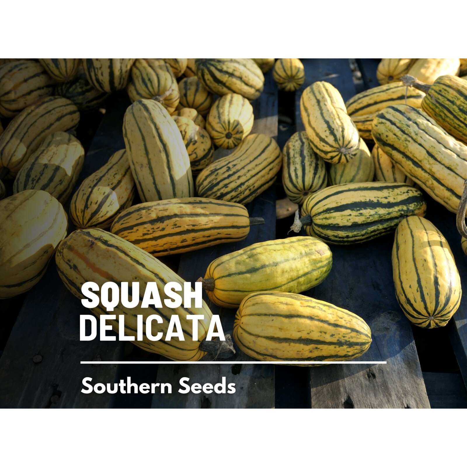 Squash, Delicata (Winter) – 20 Seeds – Heirloom Vegetable, Sweet Potato Squash,
