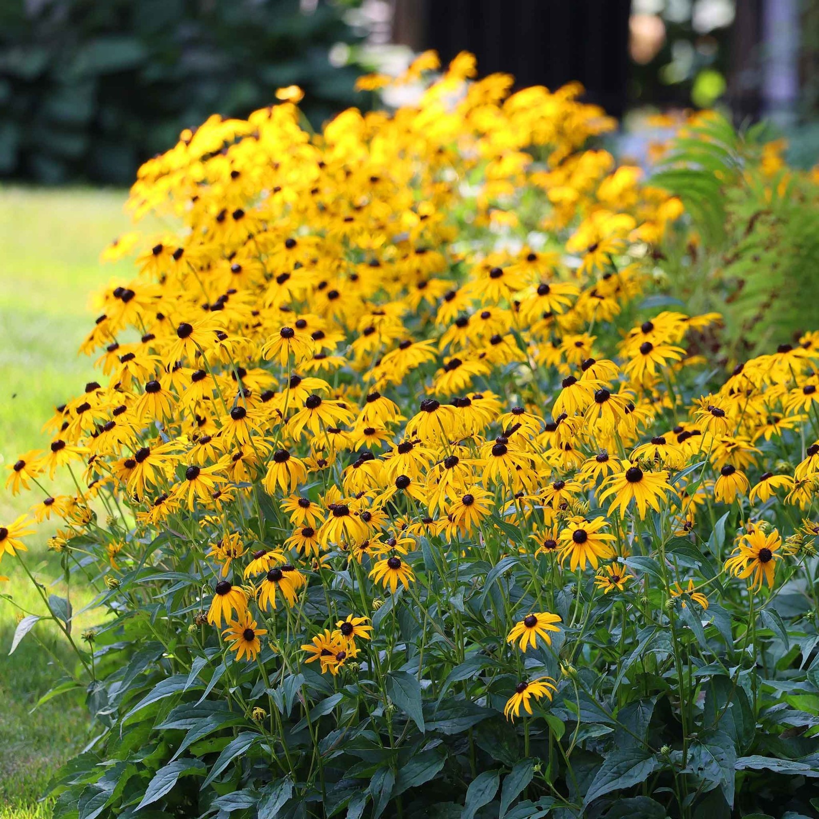 5000 Organic Black Eyed Susan Flower Seeds Non-GMO Heirloom- With Bonus!