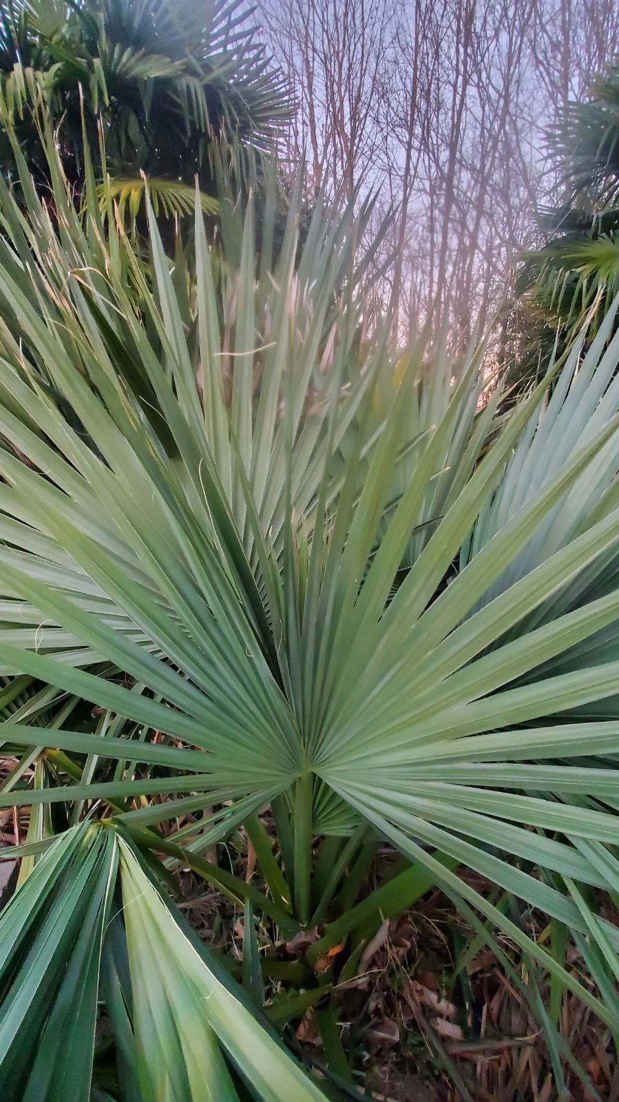 20 Palm Seeds Of Various Species